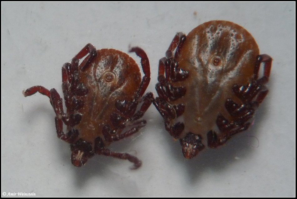Ixodidae: Rhipicephalus annulatus ? No, Rhipicephalus sp.